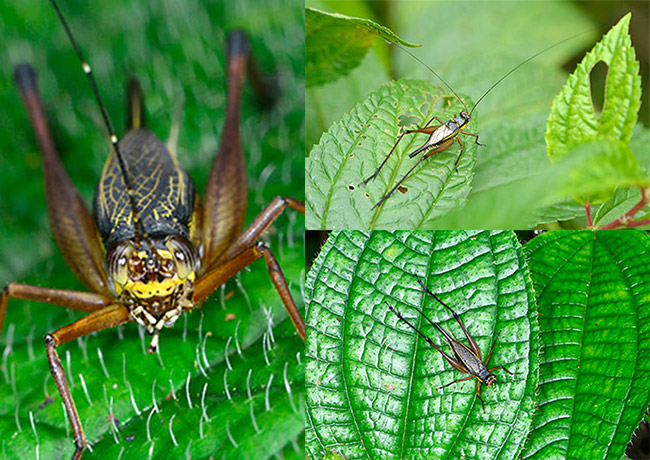 葉の上にいるコオロギの仲間