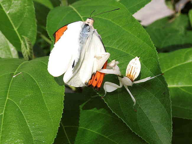 ツマベニチョウを捕らえたハナカマキリ