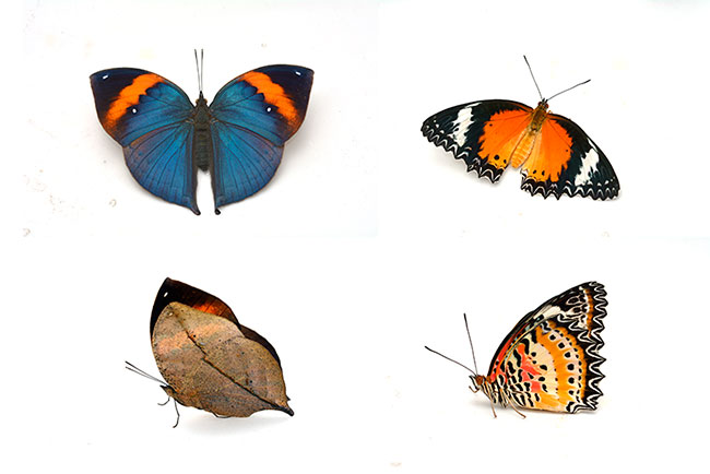 蝶の白バック写真