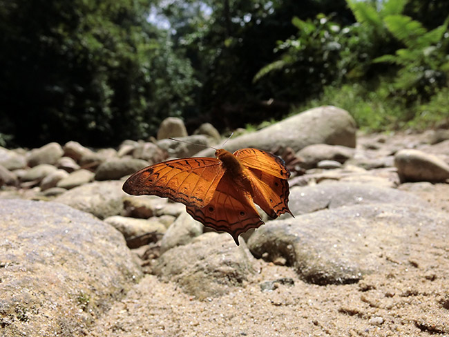 チャイロタテハの飛翔