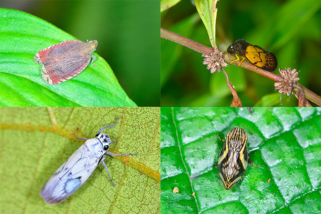 アワフキやヨコバイ