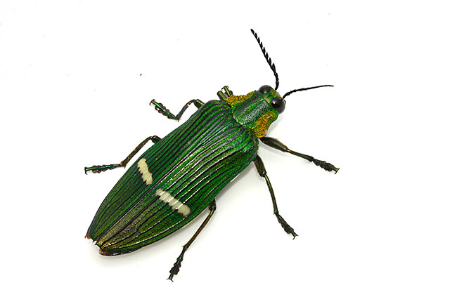 ハビロタマムシ