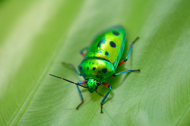 ナナホシキンカメムシ