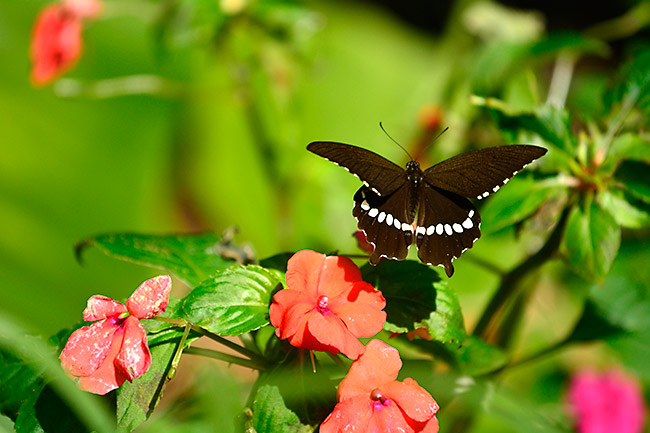 シロオビアゲハ