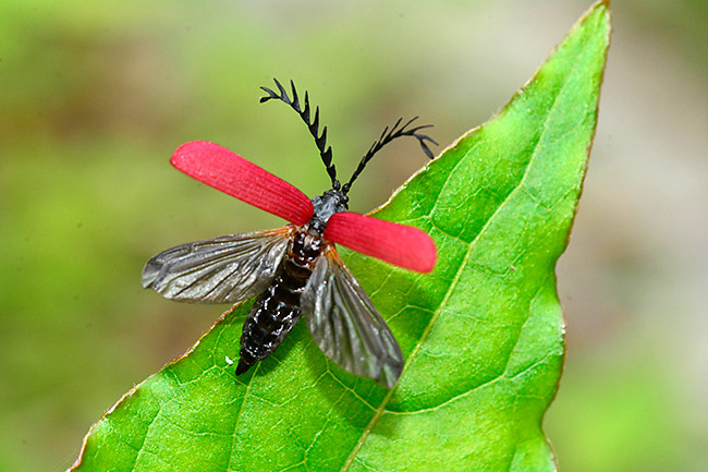 オオシマカクムネベニボタル