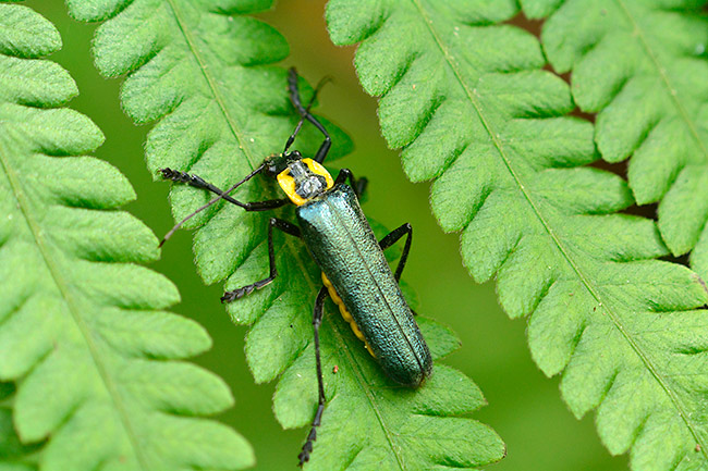 オキナワアオジョウカイ