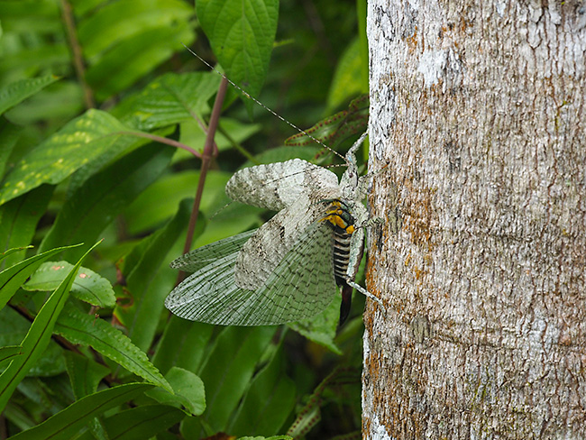 キノハダギスの威嚇