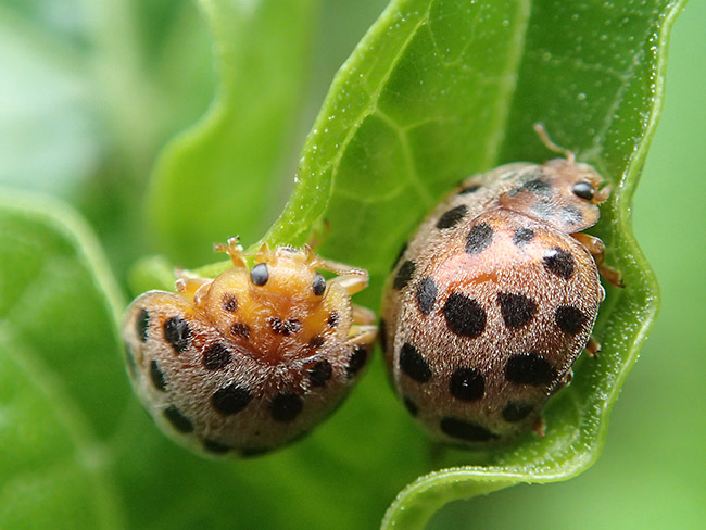 ニジュウヤホシテントウ