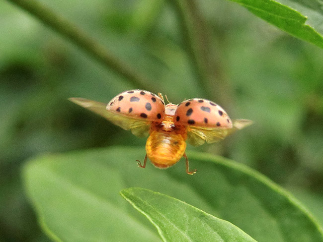 ニジュウヤホシテントウの飛翔
