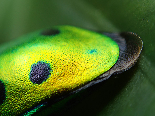 ナナホシキンカメムシのアップ