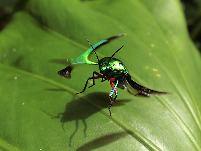 ナナホシキンカメの飛翔（動態撮影でのCmosの問題点）