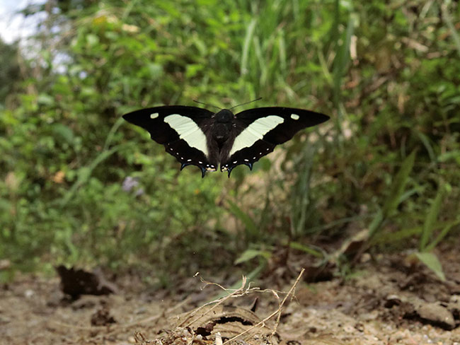 アタマスフタオチョウ