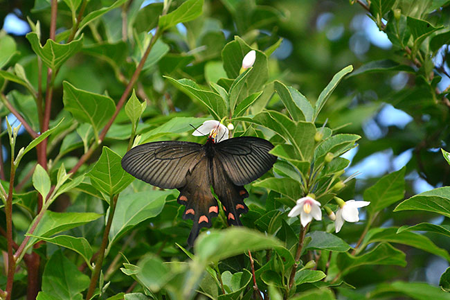ジャコウアゲハ
