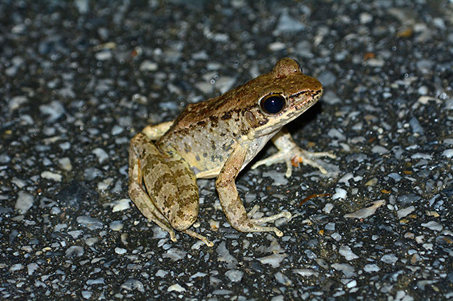 ハナサキガエル