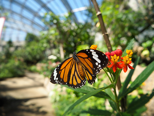 魚眼レンズキャップ BCL-0980