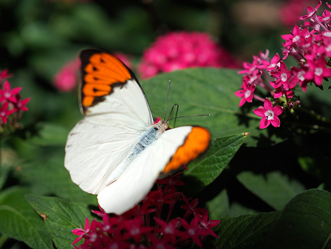 ツマベニチョウを標準レンズで
