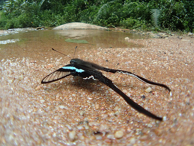 アオスソビキアゲハを魚露目で