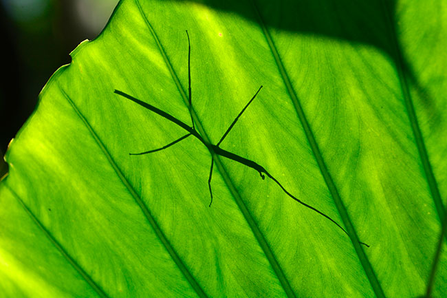 ナナフシの影絵