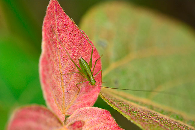 オキナワヘリグロツユムシの幼虫