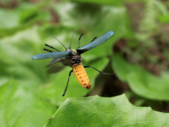 オキナワアオジョウカイの飛翔