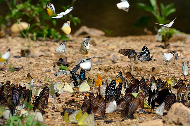 望遠ズームでチョウの吸水を狙う