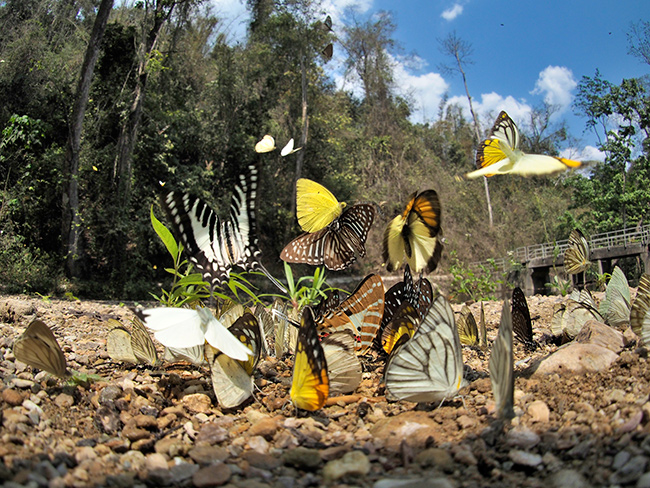 魚眼レンズキャップでチョウの吸水