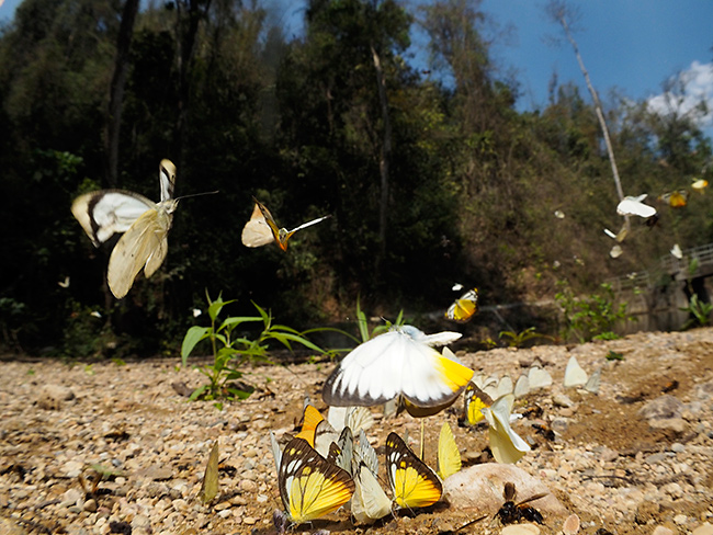 フイッシュアイコンバーター