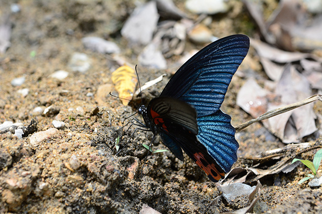 ナガサキアゲハ