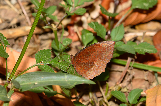マネシジャノメ