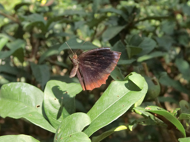 ルリモンジャノメの飛翔　