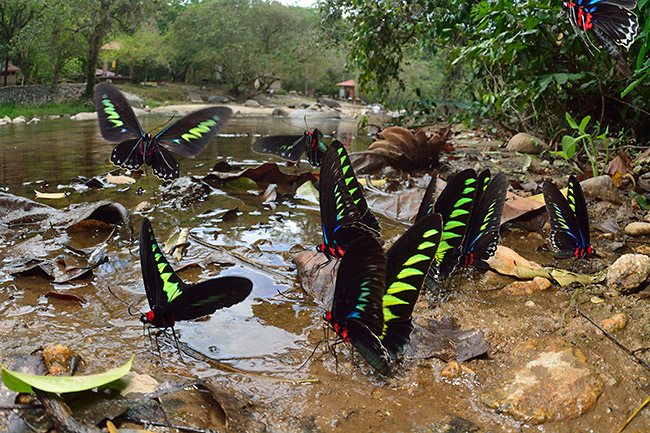アカエリトリバネアゲハの吸水