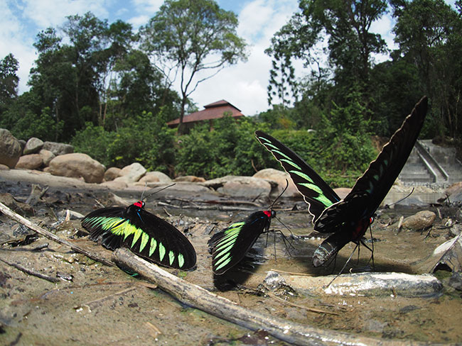 魚眼レンズキャップでアカエリトリバネアゲハ