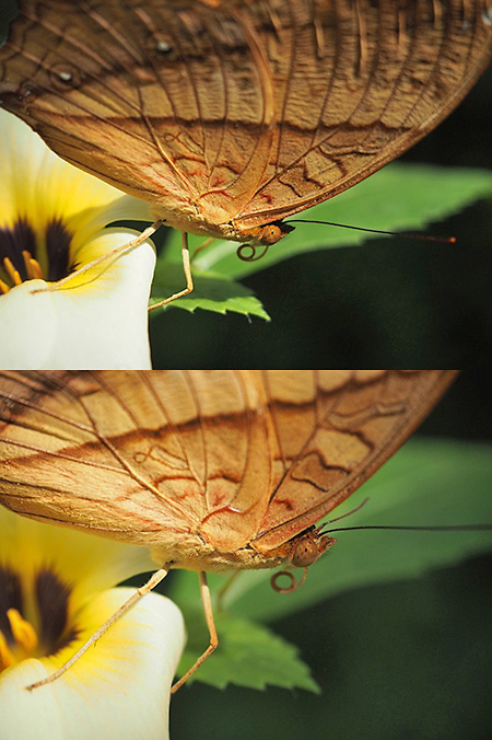 マクロコンバーター　