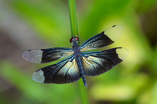 綺麗なチョウトンボ
