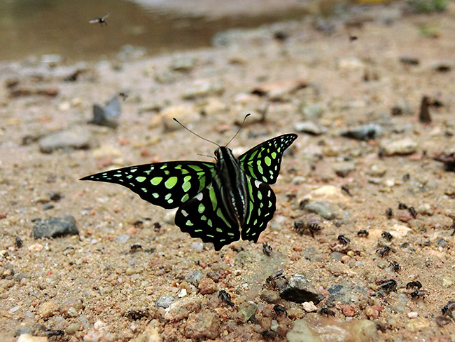 コモンタイマイの飛翔