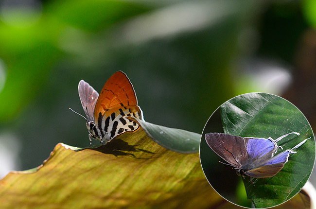 フシギノモリノオナガシジミ