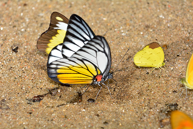 マダラシロチョウ