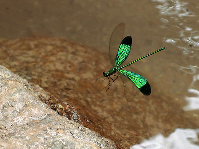 ミドリカワトンボの飛翔