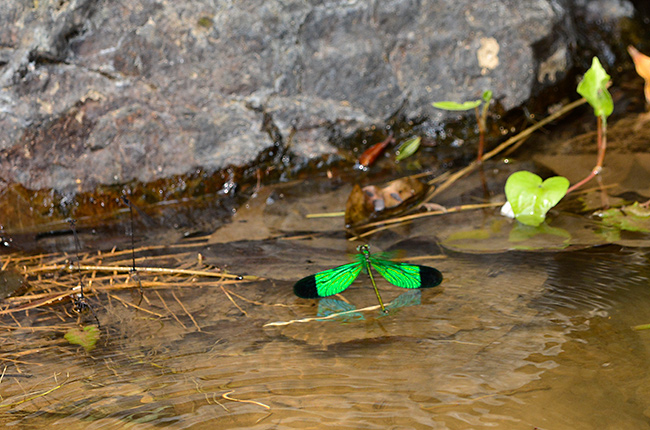 ミドリカワトンボ、オスの求愛飛翔行動