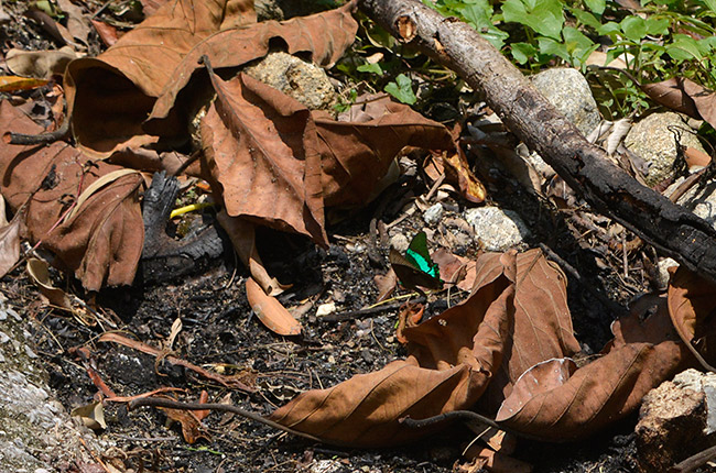 オビクジャクアゲハ