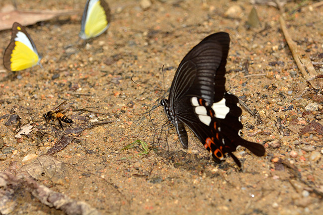 モンキアゲハの吸水