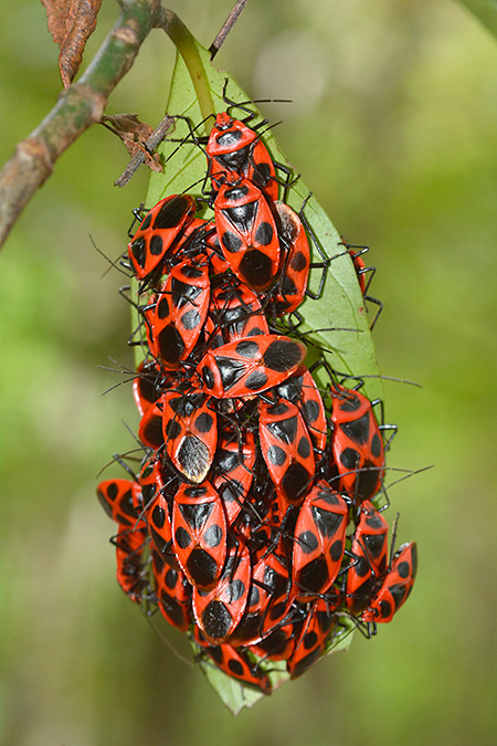 ベニツチカメムシの集団
