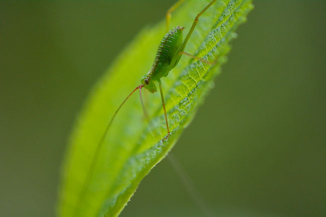 ツユムシの仲間の幼虫
