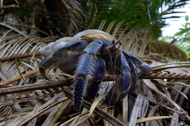 ムラサキオカヤドカリ　