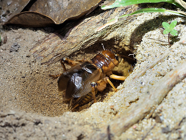 オオコオロギの鳴くシーンをLEDライトで