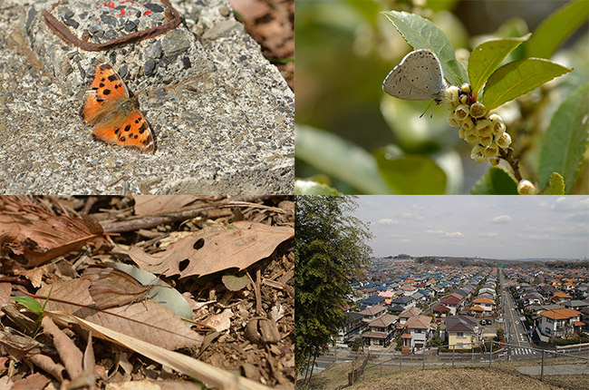 多摩丘陵で出会ったチョウ