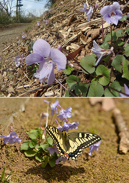 学生時代のフィールド