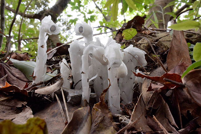 ギンリョウソウ