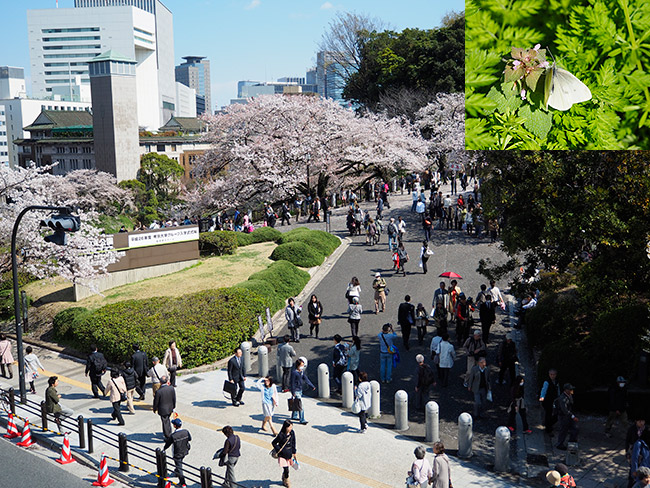 都心のモンシロチョウ