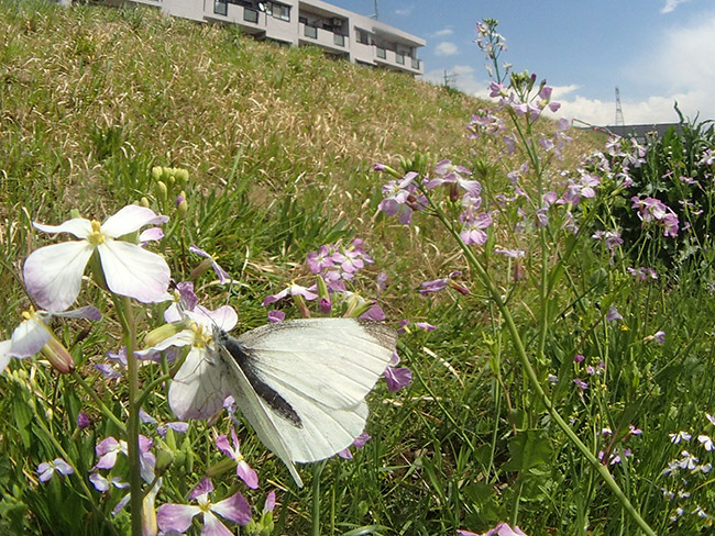 モンシロチョウ